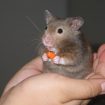 Tuổi con chuột – Phong thủy Trọng Hùng